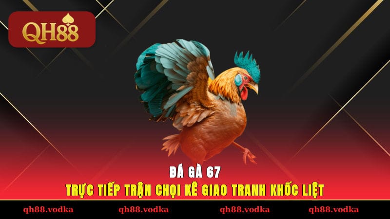 Đá Gà 67 - Trực Tiếp Trận Chọi Kê Giao Tranh Khốc Liệt