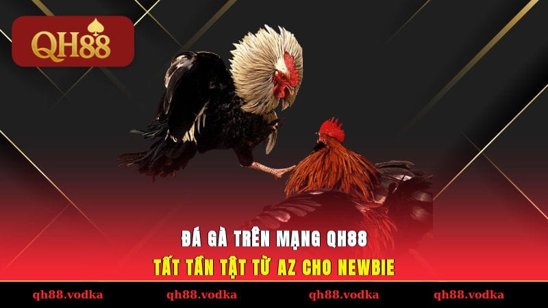 Đá Gà Trên Mạng QH88 - Tất Tần Tật Từ A-Z Cho Newbie